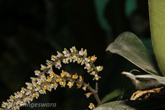 Xenikophyton smeeanum